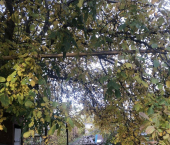 земля 10 сот 